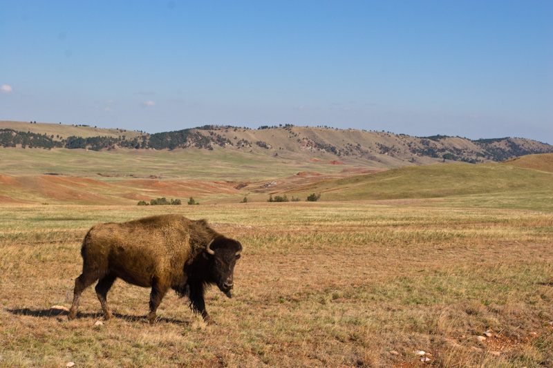 Bison On Prairie